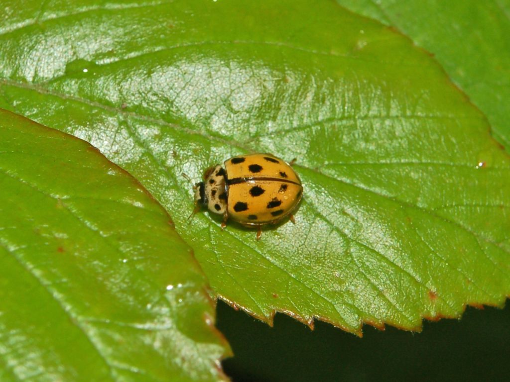 Una banale coccinella